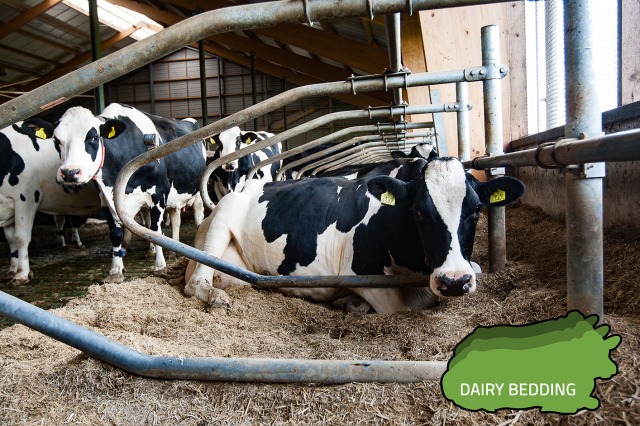 Dairy Bedding, het beste stro-kalk mengsel!