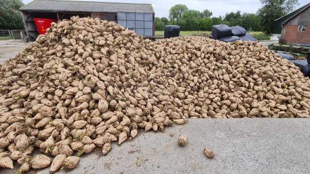 Voederbieten, bio en gangbaar