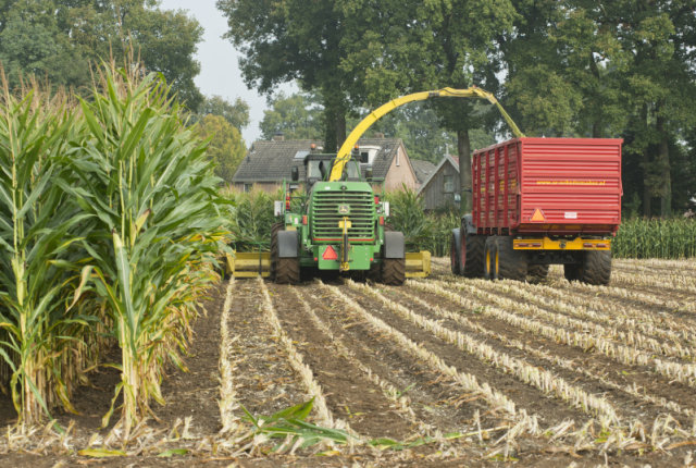 Verse snijmais van goede kwaliteit Oogst 2024